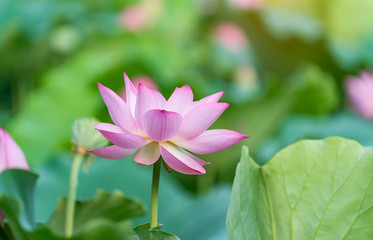 beautiful pink lotus flower plants