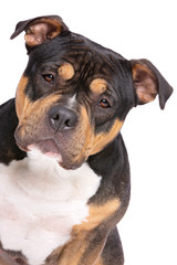 Obraz premium American Bully dog