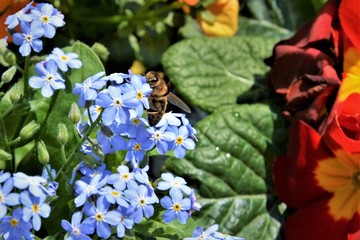 Nektarsuche © Franz