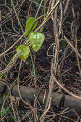 leaves of a vine on the edge of the back yard