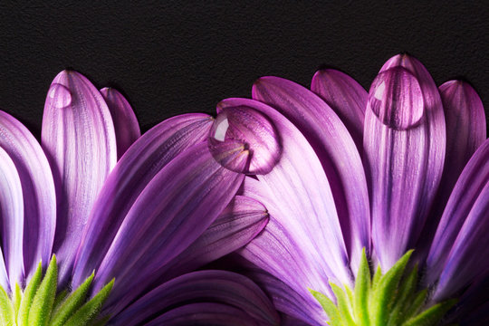fiore con petali viola con goccia di rugiada 