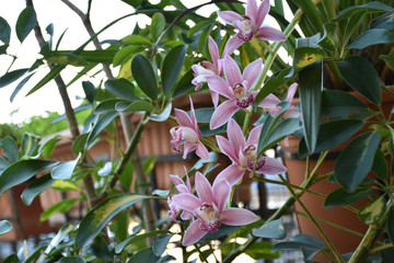 view of purple and white orchid flowers on background of green plants