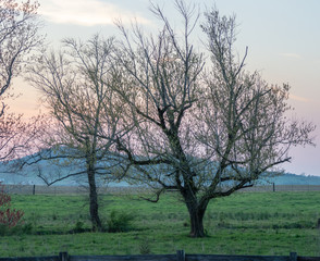 sunset behind trees in spring