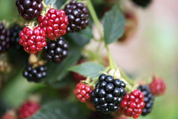 Blackberry growing in garden. A ripe and unripe blackberries on bush with selective focus. Berry background.