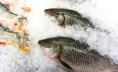 fish Raw on ice at the fish market and department store, Product Display Shelf.