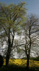 Obraz premium Fôret