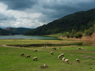 Obraz premium Beautiful sheep grazing in the pasture by the lake. Farm animals. Mountain pastures