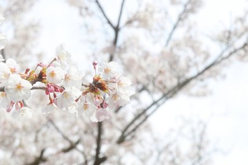 Obraz premium ホノボノサクラ