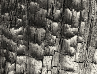 a full frame image of black charred burned wood with shiny textured grain