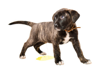 Little cute puppy pissing on the floor isolated on white background