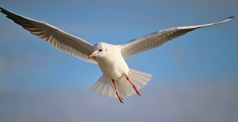Come fly with me