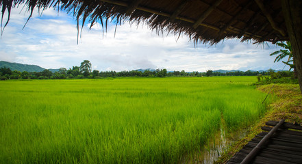 Hut in the field