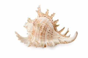 Big seashell isolated