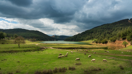Sheep grazing by the lake