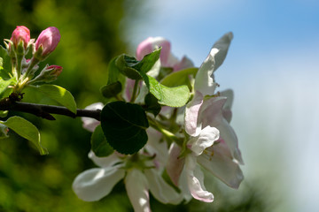 Close-up graceful twig of apple tree with delicate pink blossoms against blue sky in spring garden. Selective focus. Bright sunny theme for any design