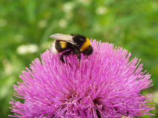 bumblebee on a flower