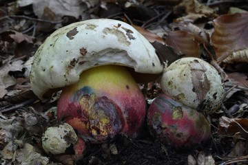 Boletus satanas © bobleccinum