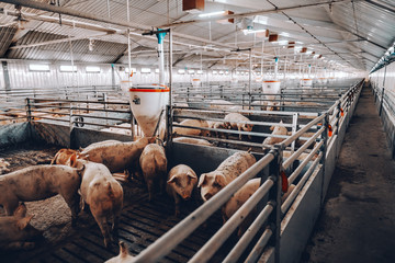 Lots of pigs in animal shed eating, standing and lying. Meat industry concept.