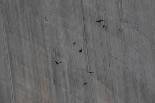 Dohlen vor einer Stauseemauer