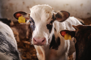 Close up of cute curious calf with tags on ears looking at camera. Byre interior. © Dusan Petkovic
