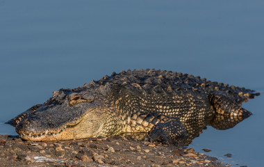 American Alligator Sunning in the South Carolina Sun