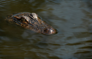 Young American Alligator in Wetlands