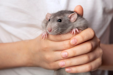 Gray hand rat Dumbo in the hands of a child. Pet, close-up.