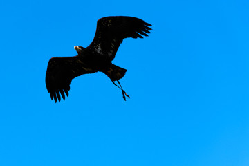 Young bald eagle (Haliaeetus leucocephalus) also known as white-headed or white-tailed eagle, sea eagle or American eagle