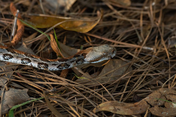 A Beautifully Colored Canebrake Timber Rattlesnake in the South Carolina Woodlands