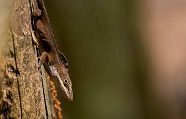 South Carolina Anole Basking on a Tree