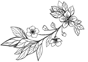 vector sketch floral