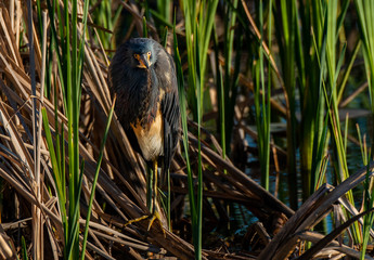 Beautiful Tricolored Heron in Wetlands 