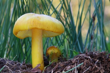 Hygrocybe chlorophana © bobleccinum