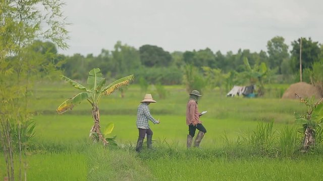 Farmer Walking to Work in Rice Field