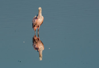 Fototapeta premium A Roseate Spoonbill in a Calm Lake