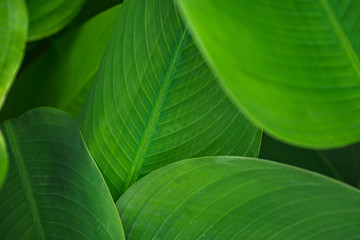 Fototapeta premium Leaves green dark leaf in the natural tropical forest background