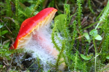 Hygrocybe coccinea  © bobleccinum