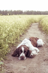 Dog breed English Springer Spaniel light in wild flowers field.