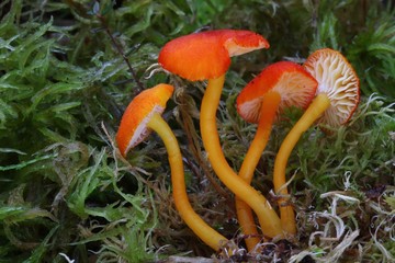 Hygrocybe coccineocrenata  © bobleccinum