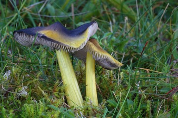 Hygrocybe conica © bobleccinum