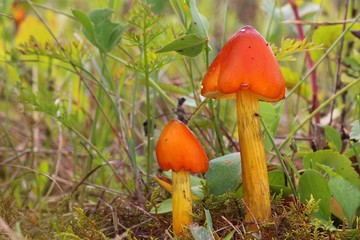 Hygrocybe conica © bobleccinum