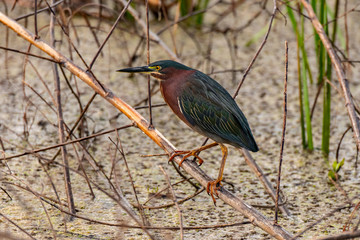 A Beautiful Green Heron Stalking Prey in the Wetlands of Georgia