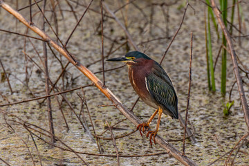 A Beautiful Green Heron Stalking Prey in the Wetlands of Georgia