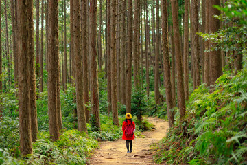 Fototapeta premium Trekking in tall cypress forest in Japan