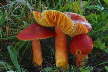 Hygrocybe punicea © bobleccinum