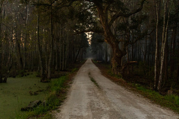 Obraz premium An Ominous Road Leading into a Swamp