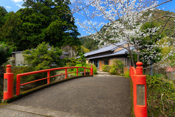 Japanese bridge and cherry tree flowers