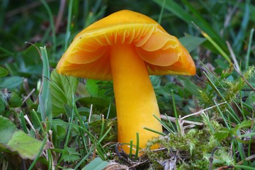Hygrocybe quieta © bobleccinum