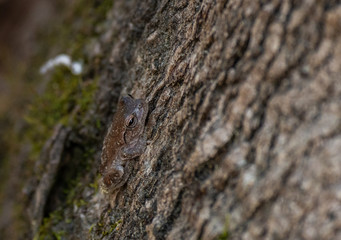 An Adorable Mountain Chorus Frog Blending in with Its Surroundings