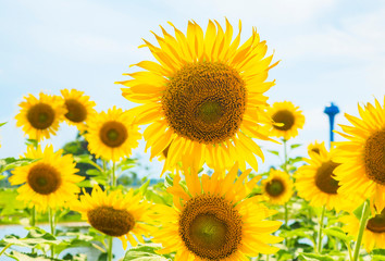 Fototapeta premium Sunflowers blooming on blue sky background ,fresh & daylight summer concept.